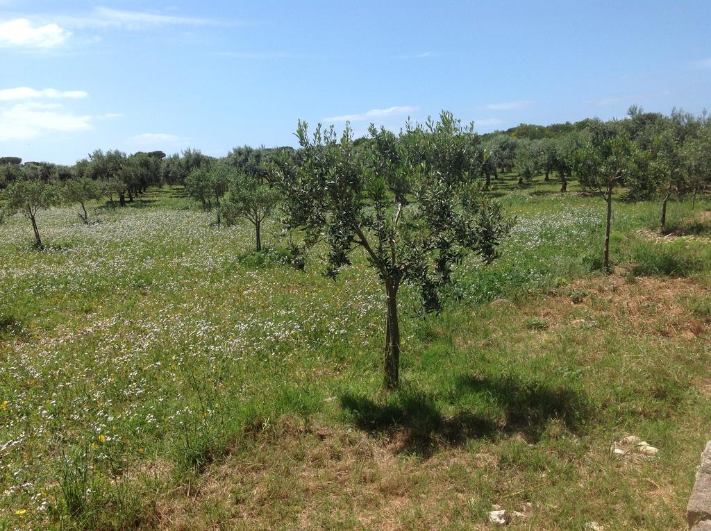 Appartamenti In Villa Senia Favignana Bagian luar foto